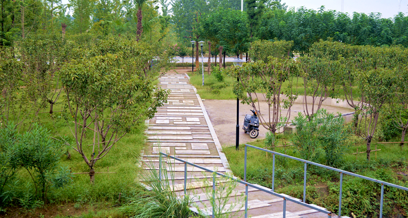 湖北·316 國道老河口市城區(qū)梨花大道景觀項(xiàng)目